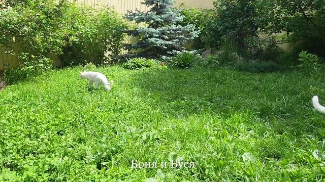 Вальс цветов и коты. Cats and flowers