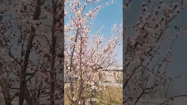 Суперорганические грядки у Виктора ( Казахстан ) уже п? смотреть онлайн