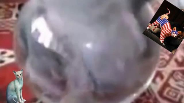 жизнь кошек смотреть онлайн