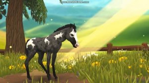 Star Equestrian-разведение