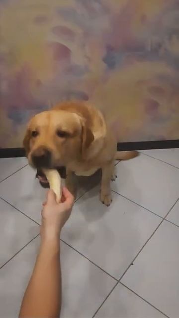 Чем кормить лабрадора. Собака лабрадор Тафгай ест банан