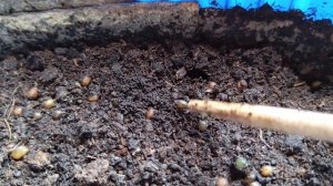 Коконы дендробены через сколько времени вылупляются