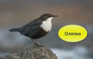 Оляпка, птичка летает под водой как по воздуху