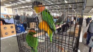 СКОЛЬКО СТОЯТ ПОПУГАИ? РЕПОРТАЖ С РЫНКА #австралия #по?