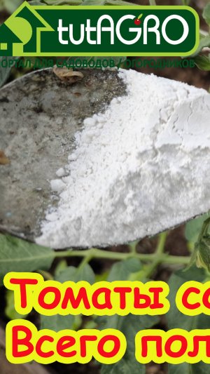 ПОДКОРМКА ТОМАТОВ ПОСЛЕ ВЫСАДКИ: моя секретная подкормка на вторую кисть. Кисти идут одна за одной.