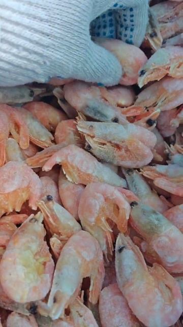 креветка северная