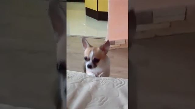 Пёс с глазами Кота в сапогах смотреть онлайн