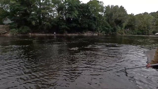 ЛОВЛЯ ГИГАНТСКИХ ЛОСОСЕЙ, ИДУЩИХ НА НЕРЕСТ! ЛОСОСЕВАЯ