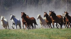 Табун лошадей бежит