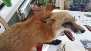 Лиса-Алиса. Поведение лисы за обеденным столом