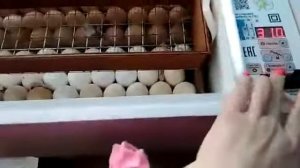 Как увеличить вместимость лотков для инкубатора Блиц？