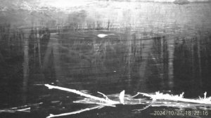 Охота на БОБРА  РСР АЛЬФА ДОБЕРМАН Henbaker nv-710