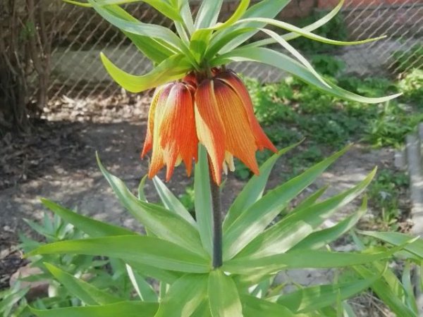 Про весну - 2021 год