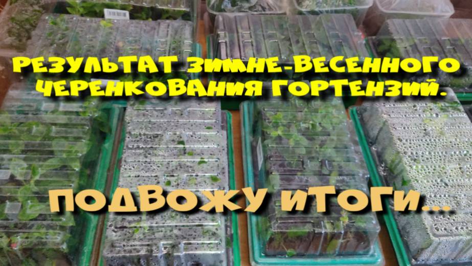 ИТОГ ЗИМНЕ - ВЕСЕННЕГО ЧЕРЕНКОВАНИЯ ГОРТЕНЗИЙ! смотреть онлайн