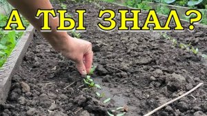 Эти 16 ОВОЩЕЙ не поздно посадить в ИЮНЕ🌱🌱🌱