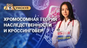 ГЕНЕТИКА: задание 28 Биология ЕГЭ: хромосомная теория наследственности и кроссинговер | Умскул