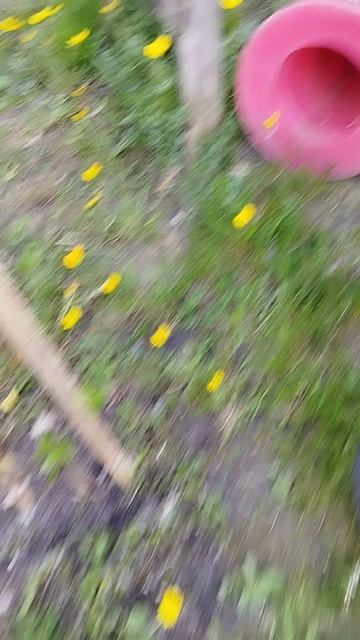 Хобби часть 5 проращиваю грецкий орех 🌰 , обзор спустя два года 😉 с 25.06.23 орех живёт на улице.