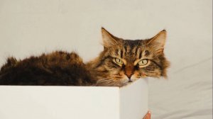 Игрушки, челленджи и мифы — Кусь-шоу — Приключения котеек