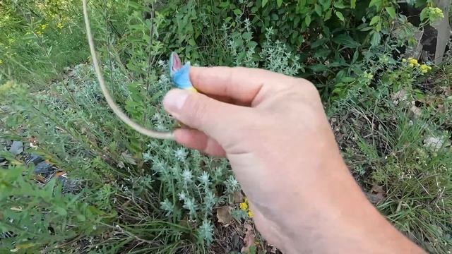 ОБЕЦА ОТ ГУЩЕР EAR LIZARD LACERTA TRILINEATA L. VIRIDIS #animals #herping #reptiles #herps #lizard смотреть онлайн