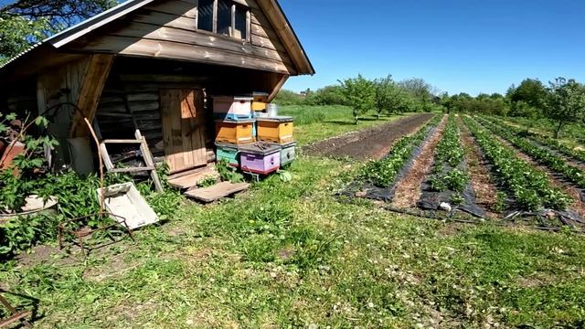 Состояние сада на 27 мая смотреть онлайн