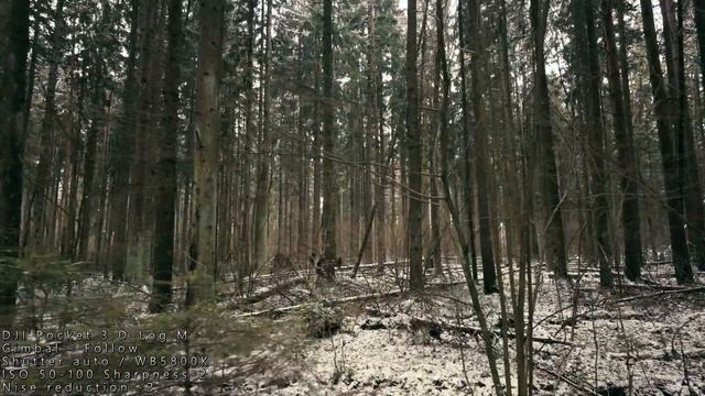 Dji action 5 Pro & Pocket 3 & Dji mic mini Как звучит шумоподавление смотреть онлайн