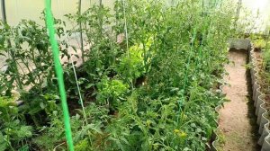 Подкормка томатов борной кислотой. Особенности и небольшие нюансы этой подкормки