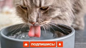 Как приучить кошку пить воду?