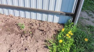 Трактор в деревне ,посадили картошку .