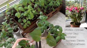 ФУКСИЯ ФОРМИРОВКА!!!!!! КУСТОВАЯ И АМПЕЛЬНАЯ. ЕСТЬ РАЗЛИЧИЯ В ФОРМИРОВКЕ????