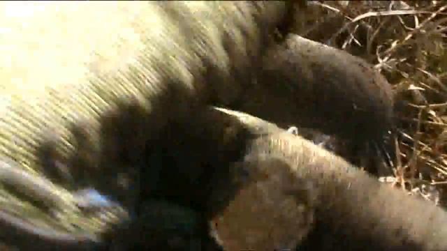 В поисках золота Коп в Европе:Мусорный день и немного монет смотреть онлайн