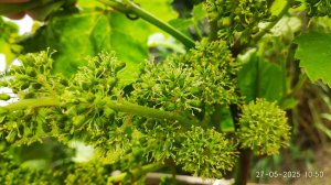 Цветение винограда, что можно делать в этот период