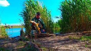 В ТЁПЛЫЙ КАНАЛ ЗАШЛА РЫБА !!!