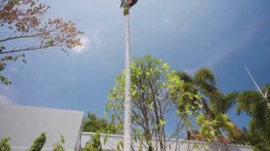 🤔Усман Странник и Исраил Сулейманов залезли на пальму!