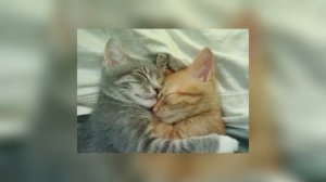 А на кухни суп мой стынет, в голове одно я тебя люблю