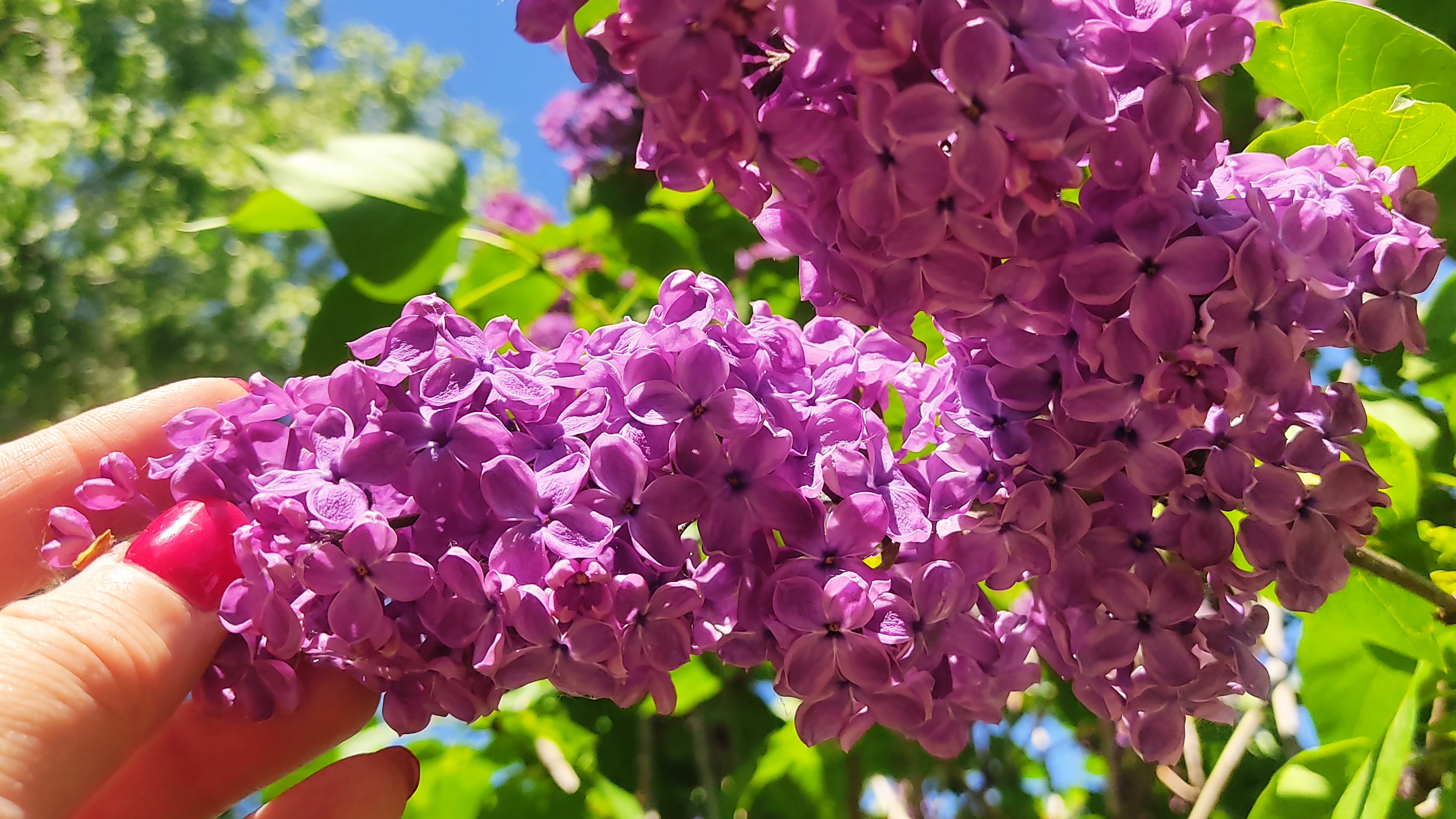 28-05-2025 влог одного дня. Быстрый супчик) Садовые зарисовки! Зелень, редис, огурцы в бочке, сирень смотреть онлайн