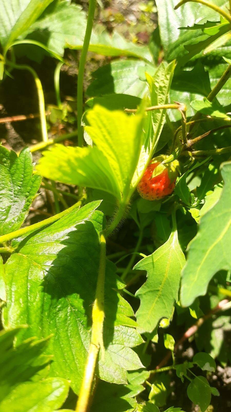Когда и чем удобрять почву для клубники и чеснока смотреть онлайн