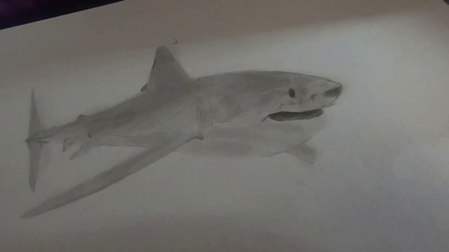 Быстрый рисунок акулы карандашом .Quick Shark Drawing смотреть онлайн