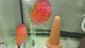 Про аквариумных рыбок. Дискусы, разведение, мальки и другое