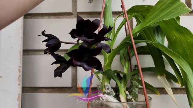 Орхидея Monnierara Millennium Magic Witchcraft'