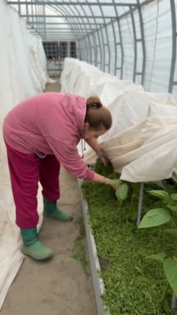 СПАСАЕМ РАССАДУ ОТ ЗАМОРОЗКОВ СКОШЕННОЙ ТРАВОЙ смотреть онлайн