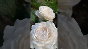 Японская Роза Принцесса Миюки. Первогодки Подмосковь?