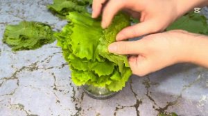 Виноградные листья на зиму/ Самый простой и надежный с