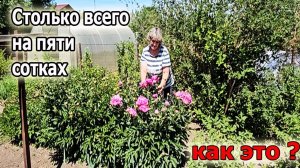 Столько всего на Пяти сотках.Как мне удалось это все уместить?Май 2025