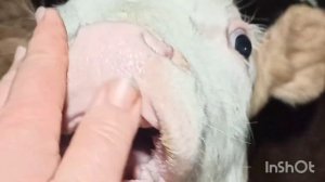 ЛУЧШИЙ ЗЦМ ДЛЯ ТЕЛЯТ//Проверено на своих телятах//моло?