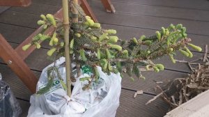 Новые саженцы в сад, посылка из Опт-Хоз. 28.05.2025. Восток Ленобласти