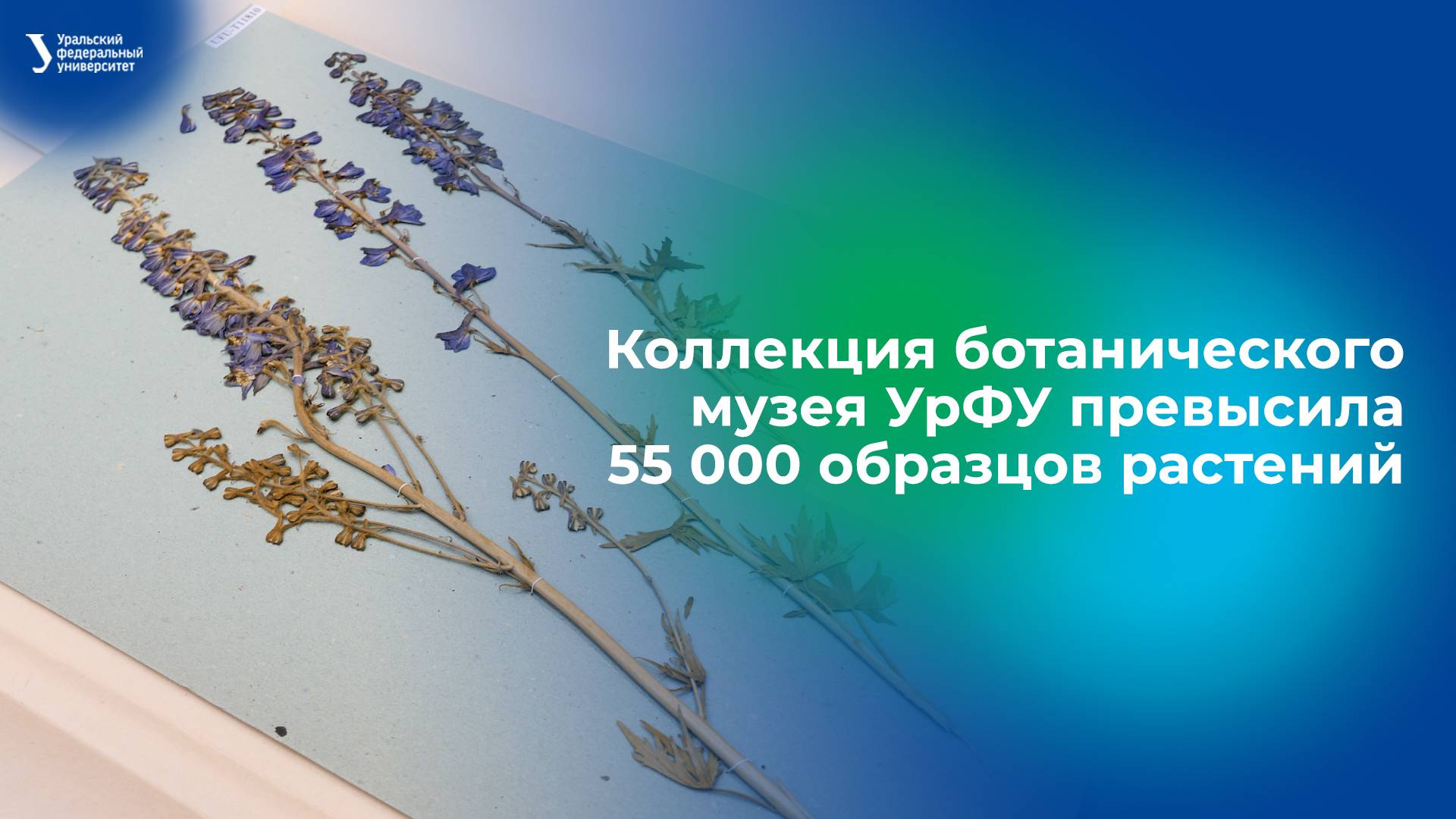 Коллекция ботанического музея УрФУ превысила 55 000 образцов растений смотреть онлайн