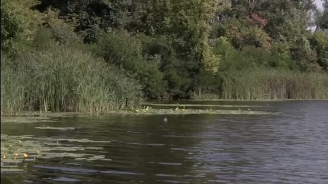 Рыбалка на вертушку: 5 секретов, о которых молчат профи! 🎣 Хищник атакует сразу смотреть онлайн