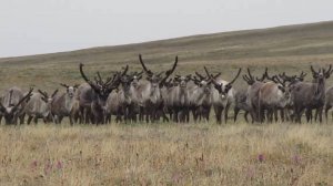 Северные олени (1)