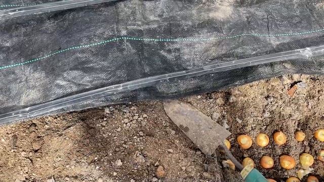 Вынесла индетерминантные томаты в теплицу уже надолг? смотреть онлайн