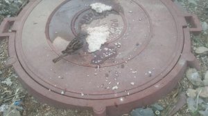 Для подкормки воробьев  подойдут высококалорийные продукты